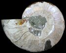 Wide Polished Ammonite 'Dish' #33862-1